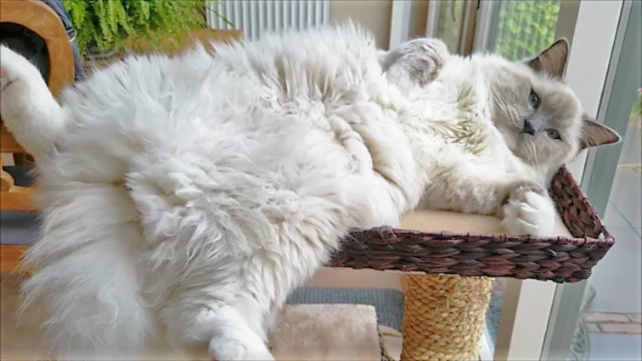 big house cat ragdoll