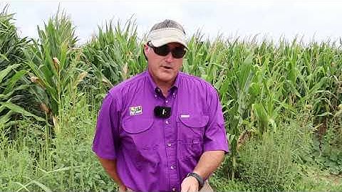 Palmer Amaranth Control