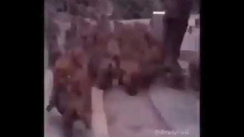 Random Chimp Event in Progress