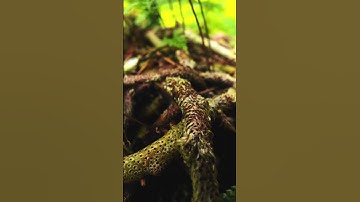 Up close to nature with Apexel ZoomMacro #apexel #nature #macro #macrophotography