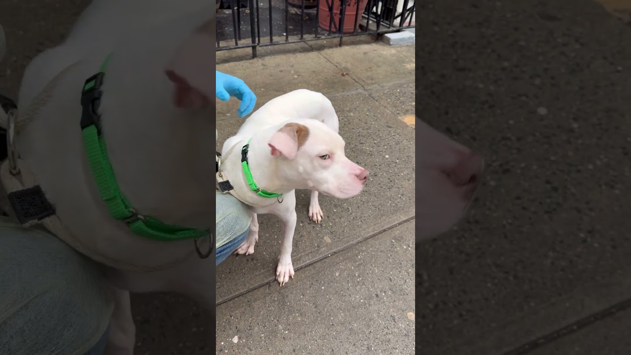 THE GOAT AND LEGACY OF THE GREAT MUHAMMAD ALI We LOVE YOU BOTHripmuhammedali - YouTube Auto PHP Script