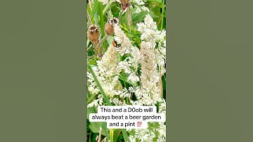 Nature and the Herb over Beer Gardens any day 🥬 #treacletowner #nature #naturelovers #420