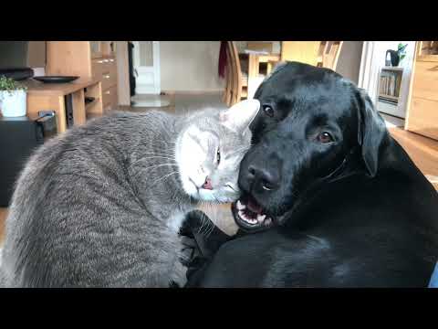 Hund und Katze | Labrador Emma und Kater Filou | Freundschaft