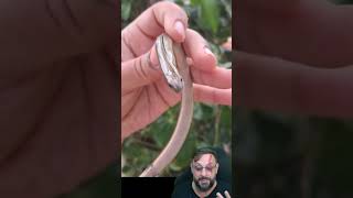 Uma cobra com patas? Não! É um lagarto de vidro! #biologohenrique #animais #bichoesperto #biologo