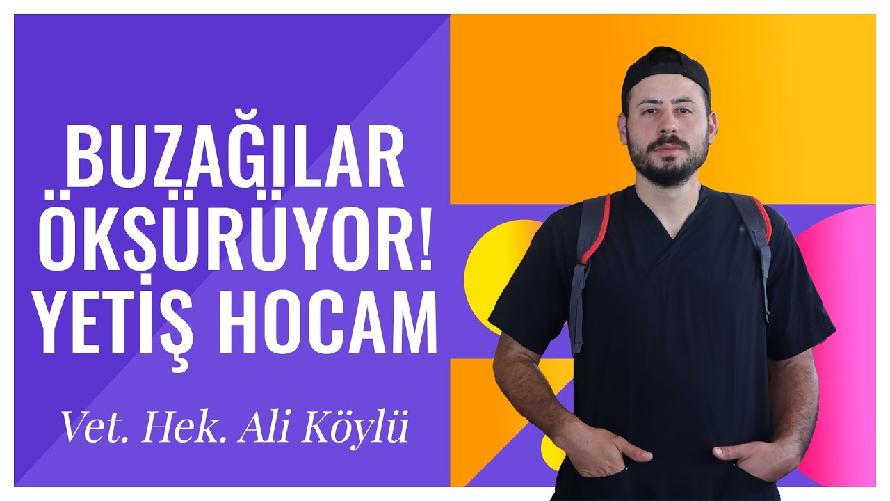 BUZAĞILAR ÖKSÜRÜYOR ! Ne yapmalıyım??TEDAVİ ve AŞILAMA PROGRAMLARI