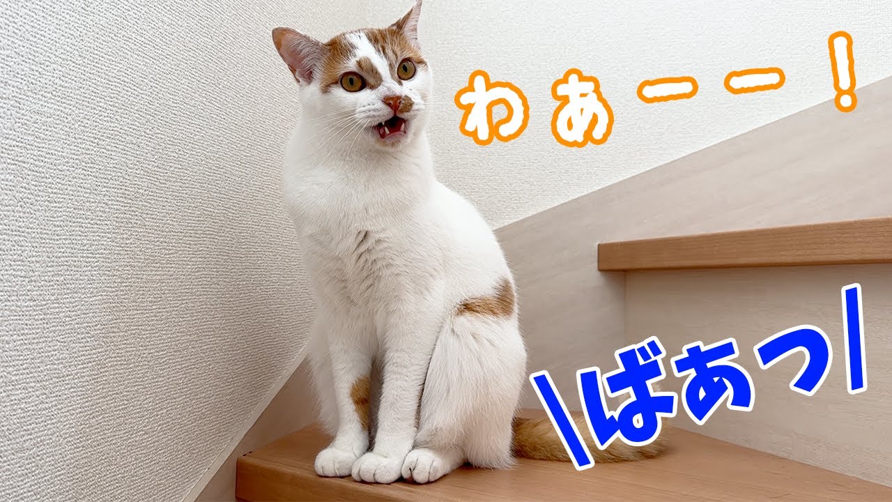 The youngest, Toro, is starting to look like Chiro!! - YouTube