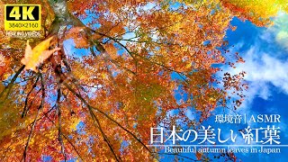 [Healing] Beautiful Japanese autumn leaves and natural sounds (ASMR)