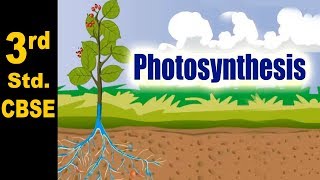Photosynthesis | 3rd Std | Science | CBSE Board | Home Revise