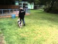 American Bulldog Training Using K9 Master Class American Bulldog Training Using K9 Master Class