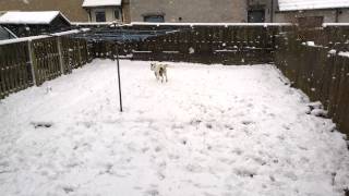Poppy Akita & Milo Jack Russell Playing In The Heavy Snow 030315 In 4K