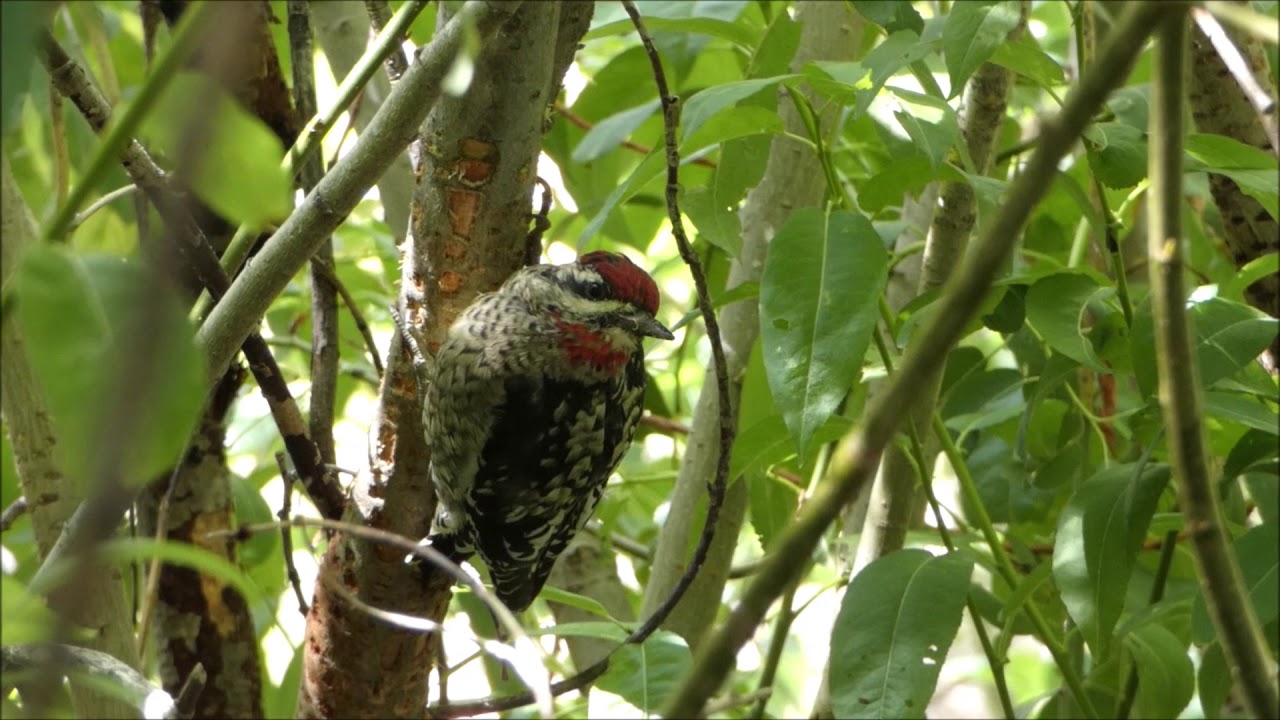 Red-naped Sapsuckers