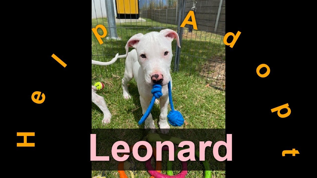 🐾Help adopt Leonard! Puppy / Australia / Toowoomba / RSPCA Queensland🐾