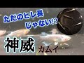 メダカの品種紹介 黒幹之の進化系〜神威(カムイ)〜【メダカの学校】