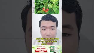 Giải độc gan Tuệ Linh #gantuelinh #giaidocgantuelinh #giaidocgantuelinhplus #viemgan #benhgan