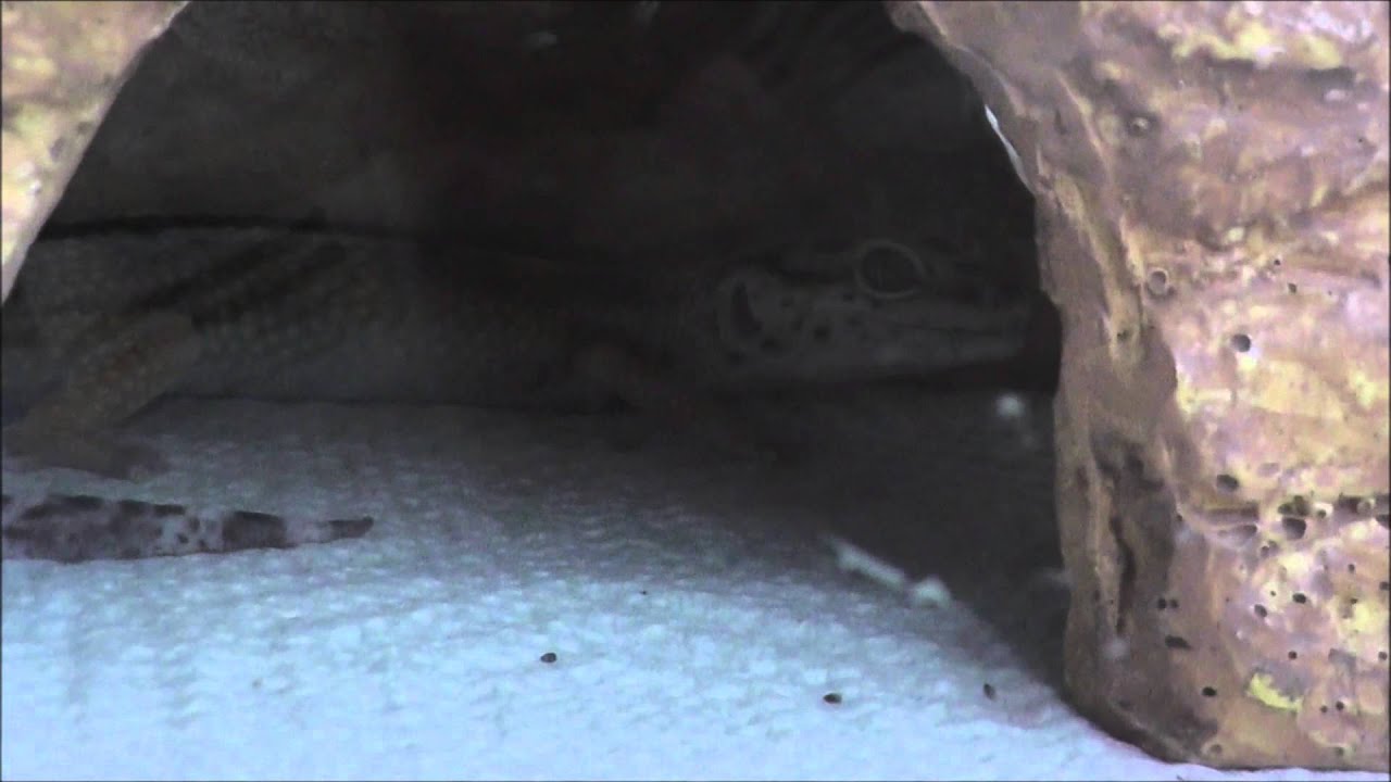 THE TYPES OF VIDEOS YOU SEE ON HOMEREDDIE1 CLIP 1 OUT OF 3