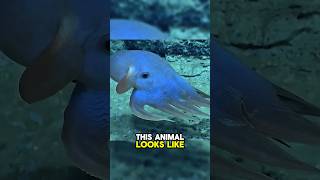 This deep-sea animal looks adorable… 😨  #dumbooctopus #deepsea #weirdanimals #animalfacts #viral