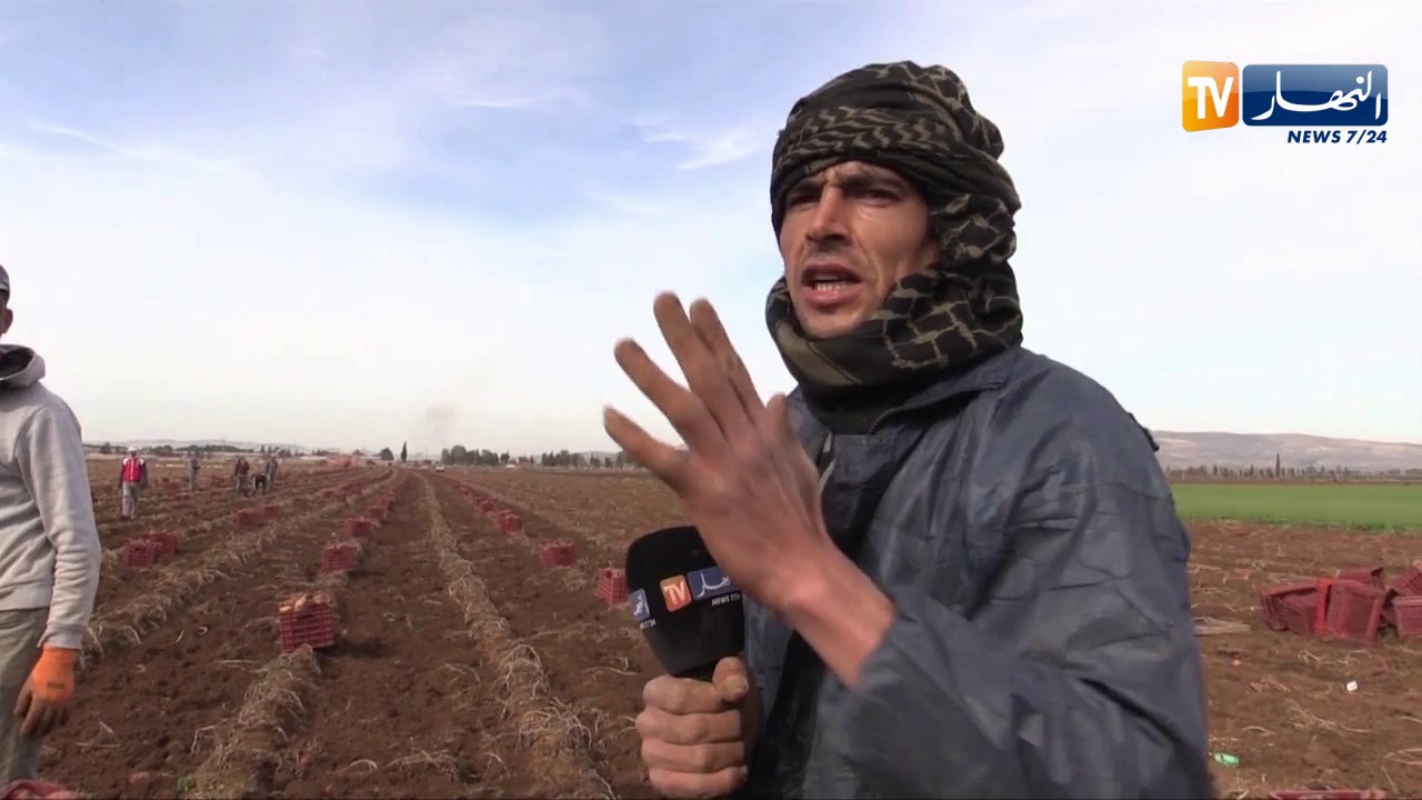 معسكر: عمال بسطاء يتحدون الظروف بالعمل في جني المحاصيل الفلاحية