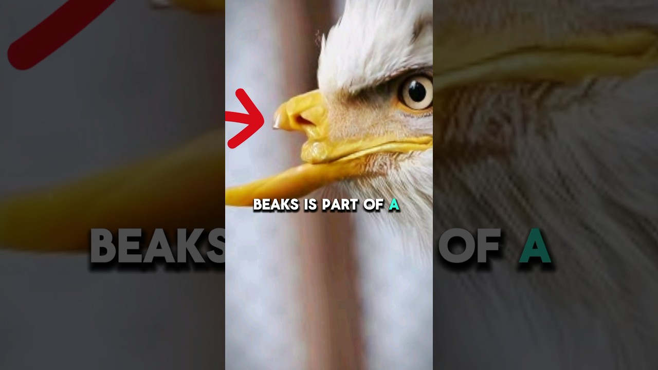 Why Do Eagles Break Their Beaks? #animals #wildcreatures #facts #eaglelovers #animallover #shorts