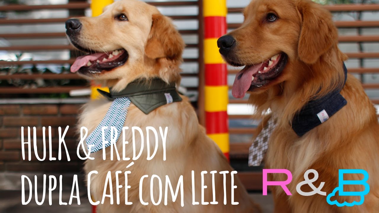 Cores De Golden Retriever Youtube