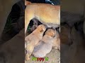 かわいい子犬の日常 #koreaPuppies #japanDogs