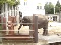 水浴びするふくちゃん 2018.5.27