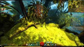 Gw2 Choxie And Friends 1