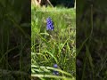 Muscari #embroiderypattern #springflowers #handembroidery #realisticembroidery #botanicalembroidery