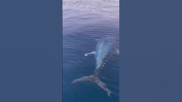 HOW IS THIS POSSIBLE?!?! 🤯 That MONSTER TUNA didn’t even disturb the surface of the water 💦 🌊