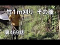 竹1m刈り一年前の結果!根元からボロッと取れる快感|柿の木の後始末|1m刈り11月続き