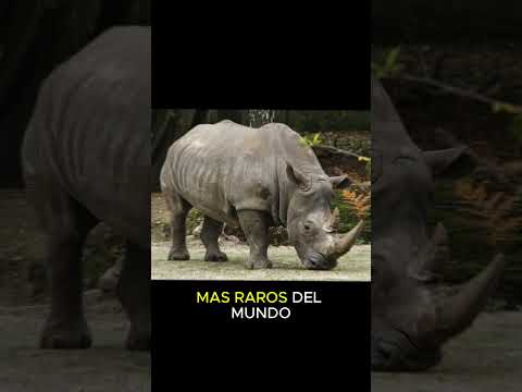 Especies en peligro