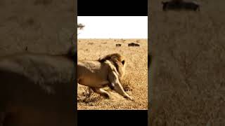 Lions hunting #lion #hunting #hunter #wildlife #food