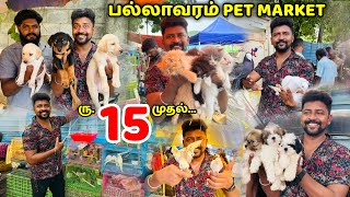 PETs MARKET / பல்லாவரம் சந்தை / குறைந்த விலையில் வாங்க விற்க / Nanga Romba Busy.