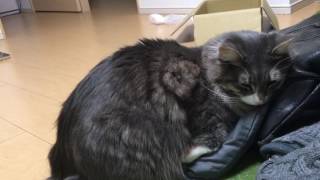 カバンに重なる猫 ノルウェージャンフォレストキャットCat overlaps the bag.Norwegian Forest Cat.