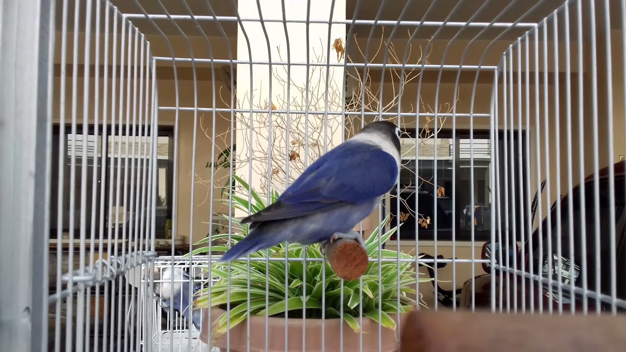 Violet Personata Lovebird Youtube