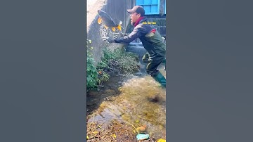 Cá Lớn - bắt Cá Chép Khủng đang mắc cạn 😱 #khacthuyvlogg