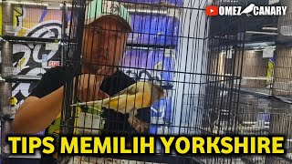 Download Lagu 3 Tips memilih kenari yorkshire bagi pemula biar tidak bingung MP3 Download Lagu 3 Tips memilih kenari yorkshire bagi pemula biar tidak bingung MP3