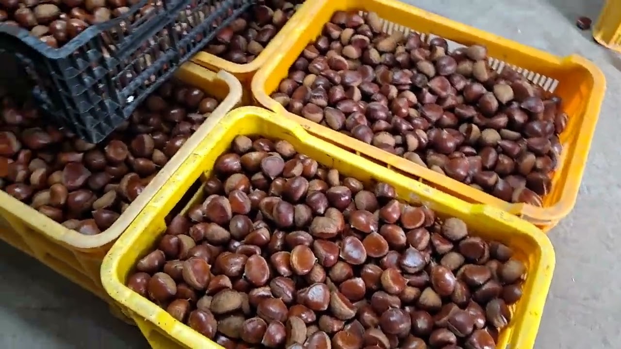 공주 정안햇밤 필요하신분은 01045009003으로 연락 주세요 ~~