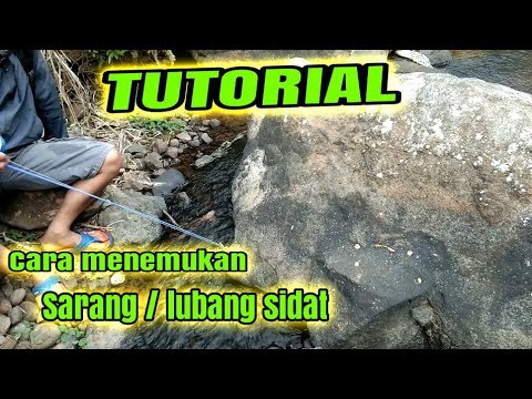 Video: Bagaimana Menemukan Sarang