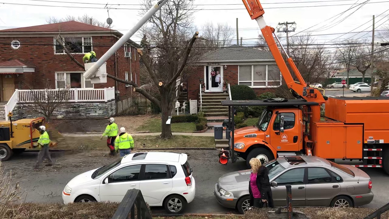 Tree trimming today time lapse - YouTube