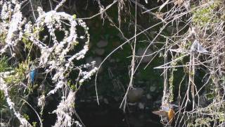 カワセミ20110329-2.wmv