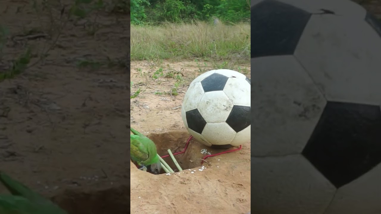 Unique Easy Parrot Trap Using Football - How To Trap Parrot