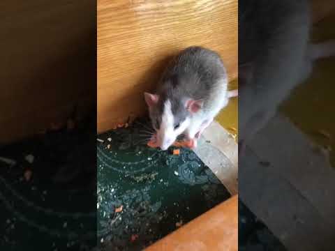 Домашние крысы! Любитель морковки!