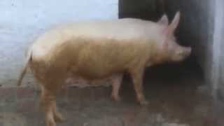 90125 best piggery farm in our area