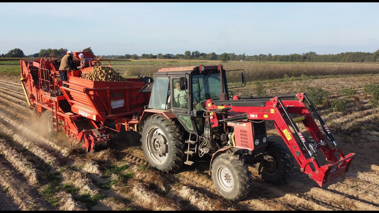 kopanie ziemniaków 2023 Grimme Sl-800 Belarus 820 & Massey Ferguson 7620