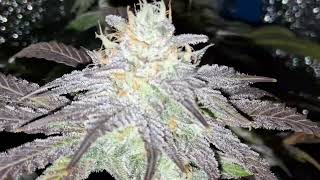 Blue Dream # 2