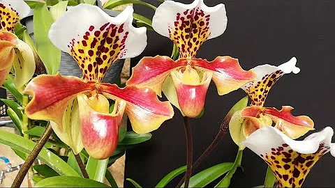 ¿Hay que regar una orquídea antes de trasplantarla?