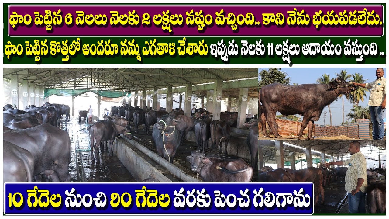 How to start Dairy farming | Keerthy Dairy Farm Story by Farmer Dorababu | Profits in Dairy farm