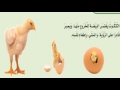 الحيوانات تنمو و تتغير  - منهج السعودية -  الصف الثاني  - الفصل الاول -  العلوم -  نفهم دروس مجانية
