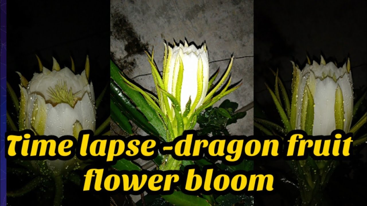 Time lapse dragon fruit flower bloom YouTube