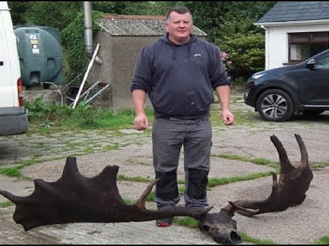 Fishermen discover massive skull and antlers from ancient 'Irish elk'
